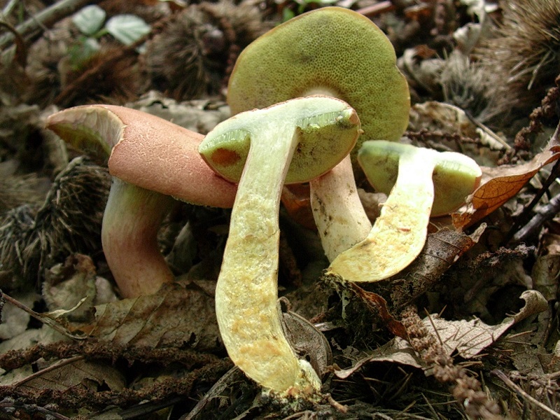 419 Agosto vecchio ritrovamento